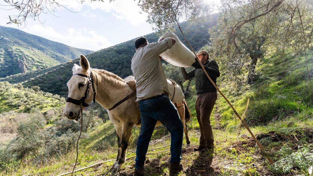 El Plan Estratégico de la PAC contempla ayudas para el olivar de sierra. En la imagen, explotación en Los Pedroches.