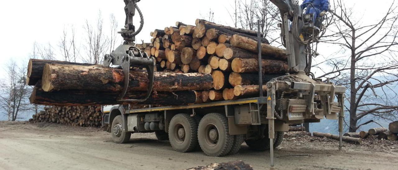 Asturias, a la cabeza en subastas de madera, pero cae en volumen y en los precios de venta