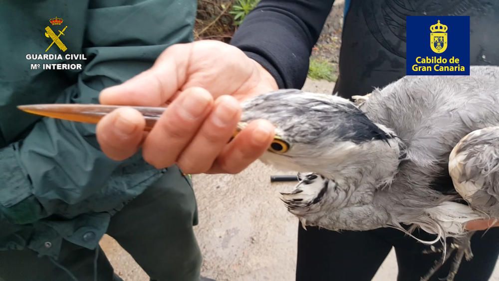 Rescate de una garza real