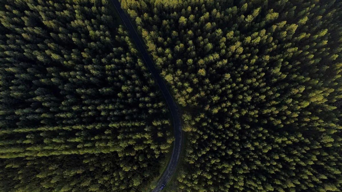 En la imagen, una carretera atraviesa un monte de eucaliptos en el concello coruñés de Ortigueira.