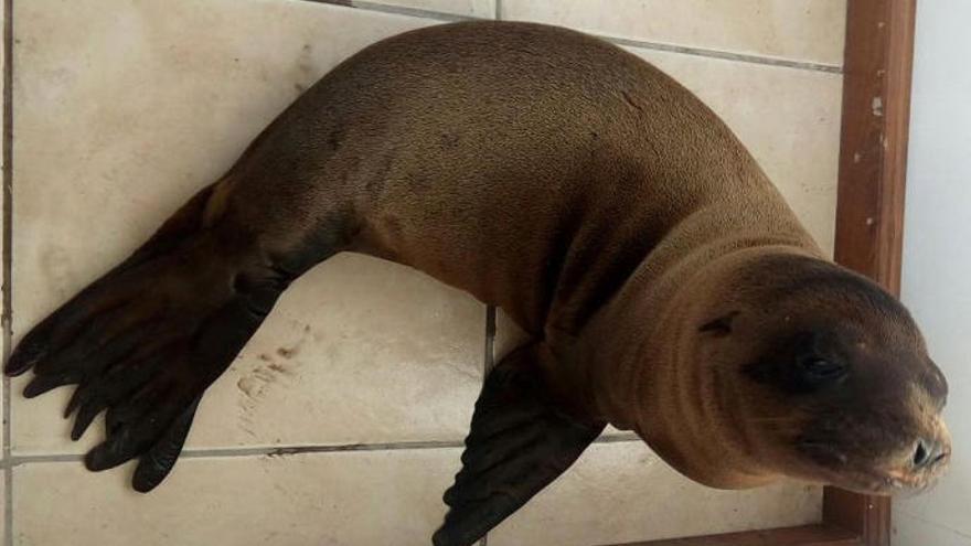 Lobo marino encontrado en una calle de México.