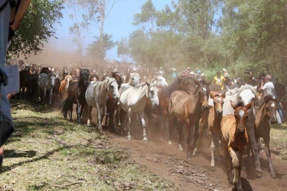 Miles de personas presencian en Sabucedo los curros - La manada llegó al pueblo al mediodía.