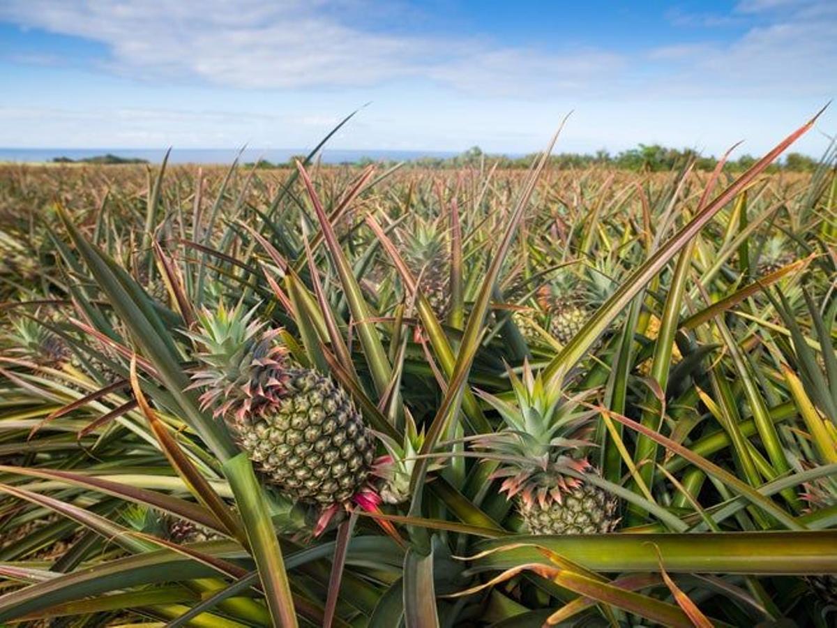 Plantación de piña