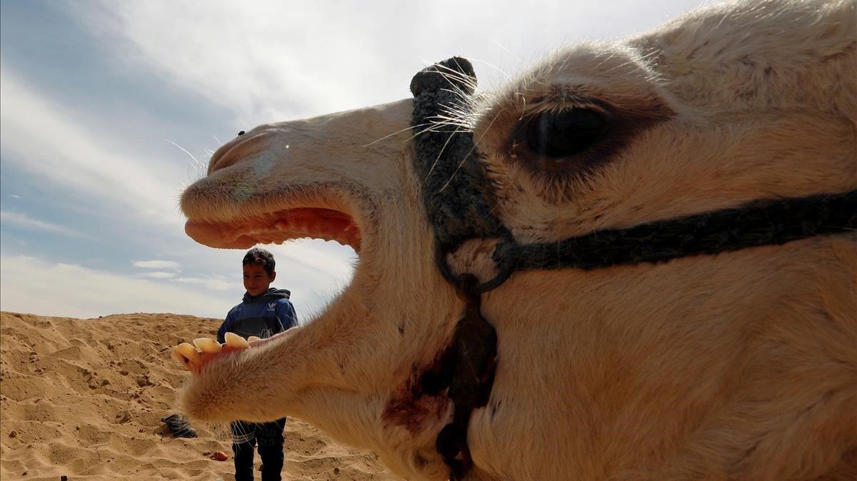 Abdallah, un jockey de 7 años, asiste a la inauguración del 18º festival internacional de carreras de camellos en el desierto de Sarabium en Ismailia, Egipto