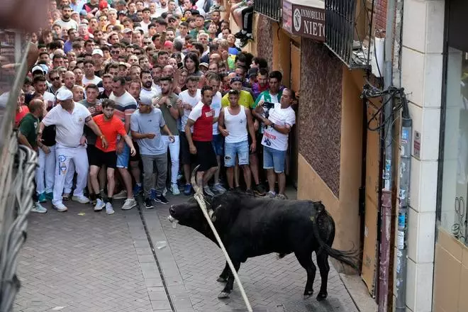 GALERÍA | Las mejores imágenes de Glorificado, el Toro Enmaromado de Benavente