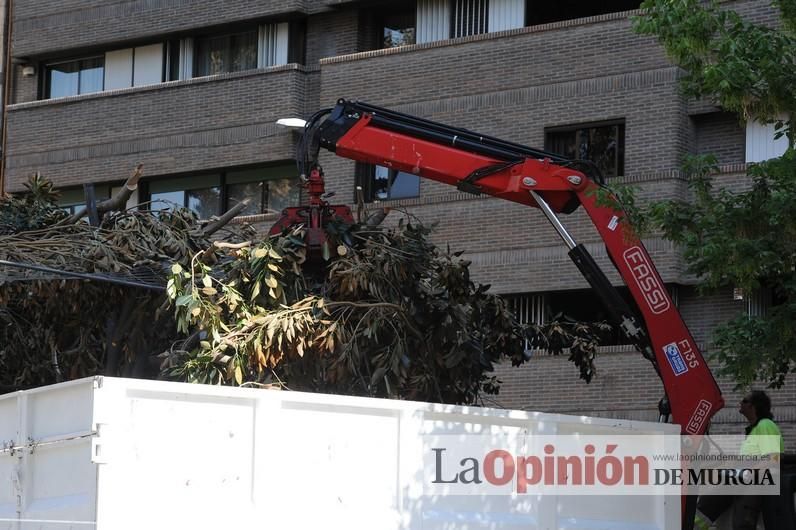 El día después de la caída de la rama del ficus de