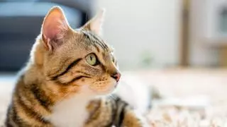 Día Internacional del Gato: todo lo que necesitas saber para adoptar un felino