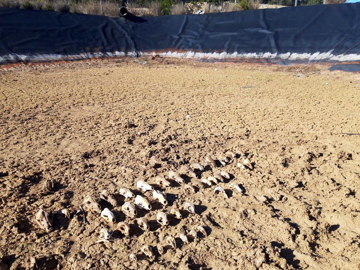 Cráneos de animales que murieron en una balsa de Utiel (Valencia).