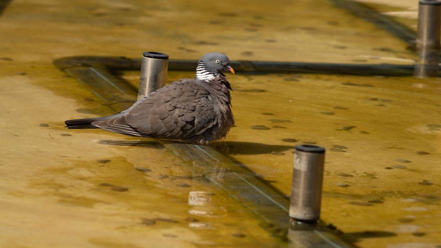 Una paloma se refresca en una fuente en la capital para protegerse del calor.
