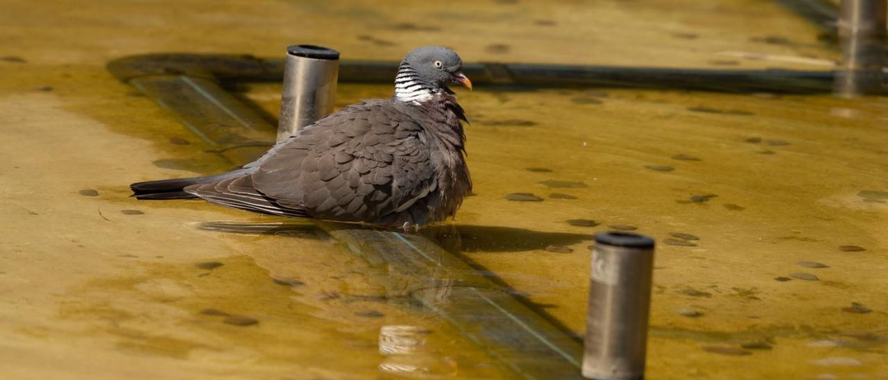 Una paloma se refresca en una fuente en la capital para protegerse del calor.