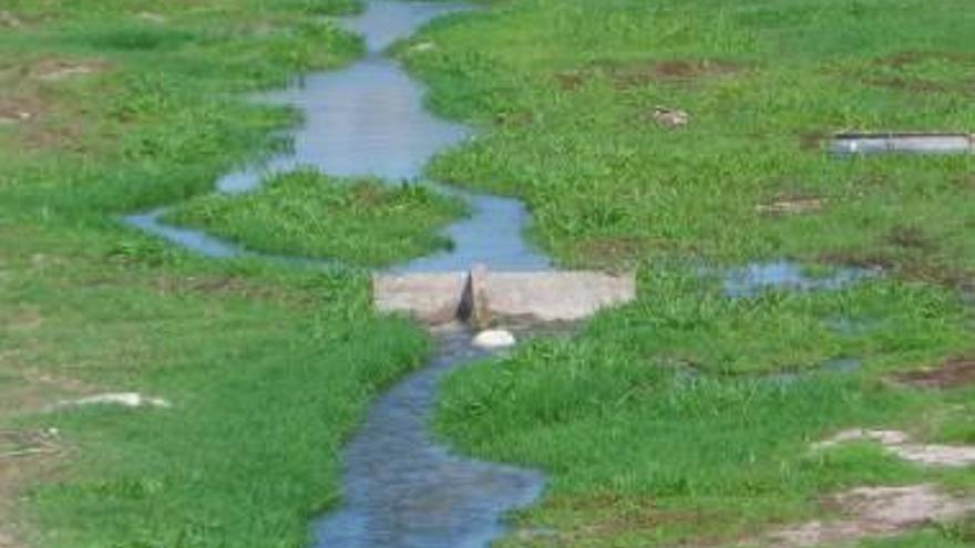 El agua depurada ha llenado de vida el río Seco.