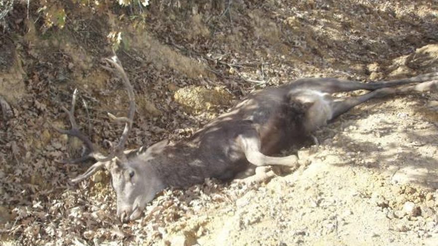 Los conductores tendrán mayor responsabilidad en los accidentes con la fauna