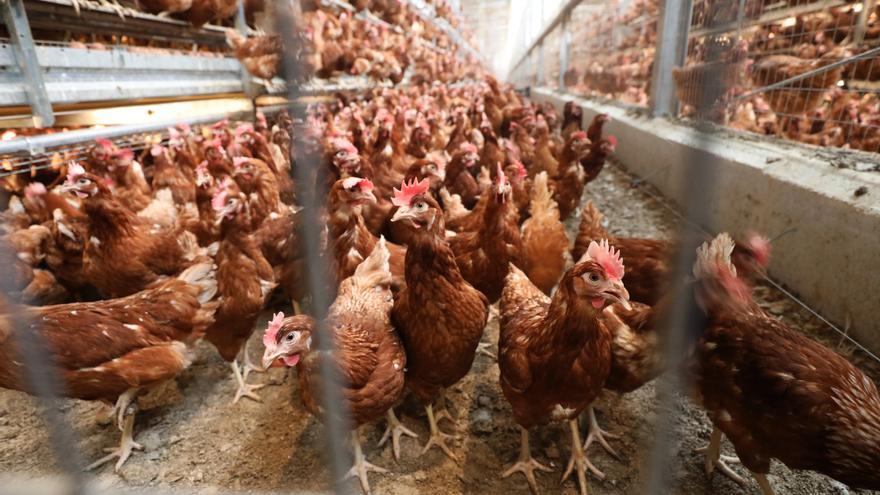 Las granjas de gallinas de La Almunia inyectarán biometano en la red de gas