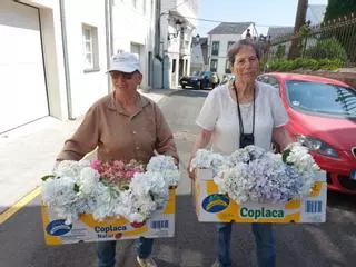 En imágenes: Así preparan los alfombristas de Castropol la fiesta del Corpus Christi