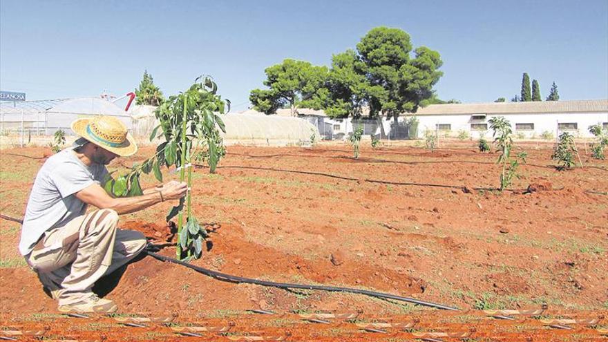 El Consell cede al Ayuntamiento el uso de parte de la estación agraria