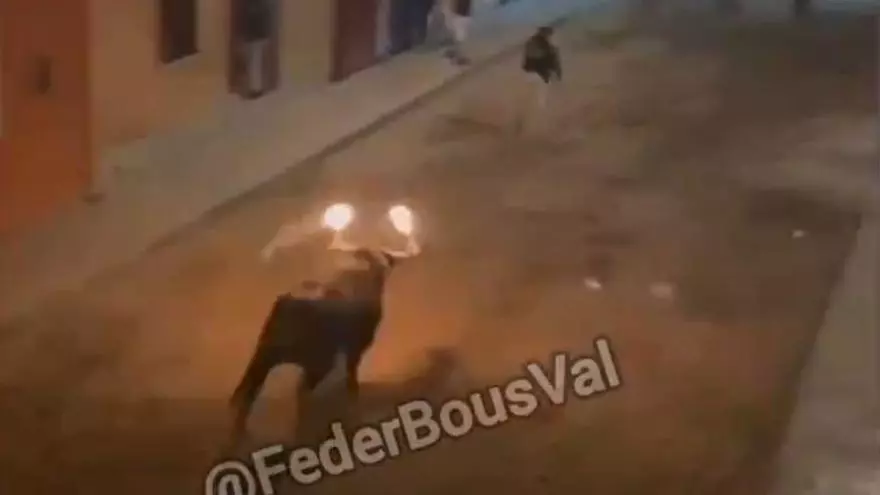 Un 'bou embolat' embiste brutalmente a un joven en Rafelbunyol
