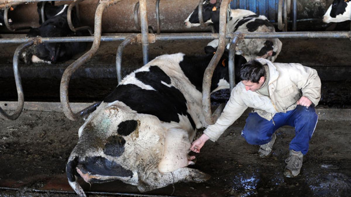 Un ganadero comprueba la ubre de una vaca que no se ha ordeñado, en una explotación catalana.