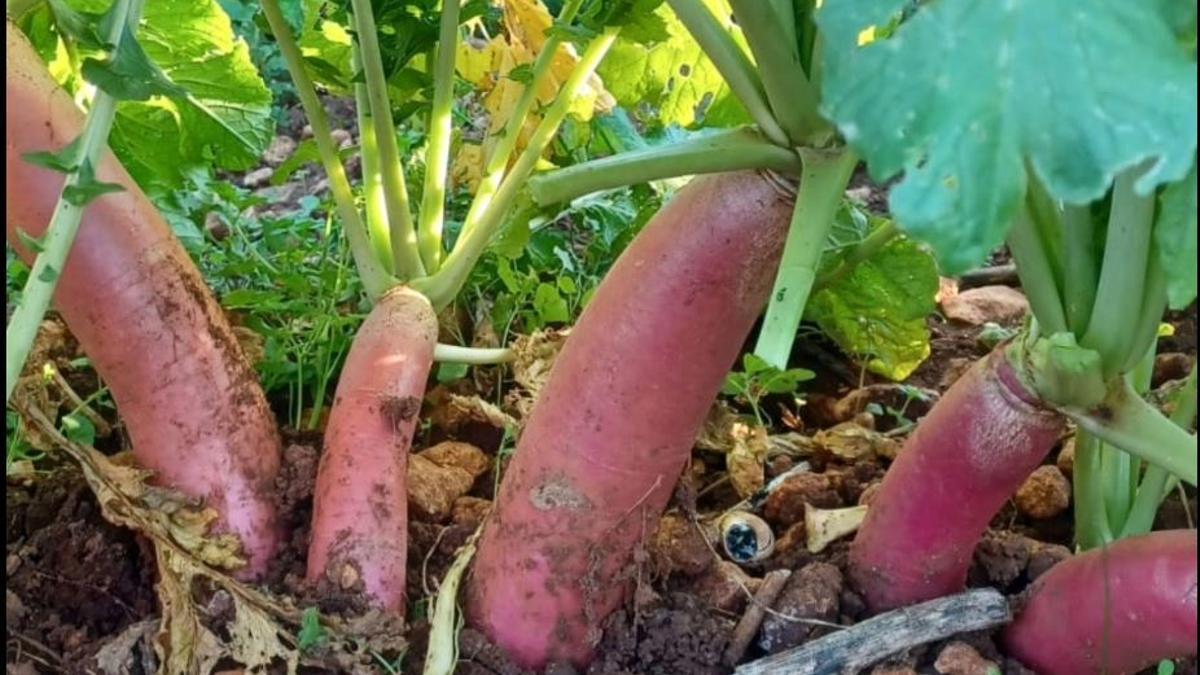 Rábanos mallorquines.