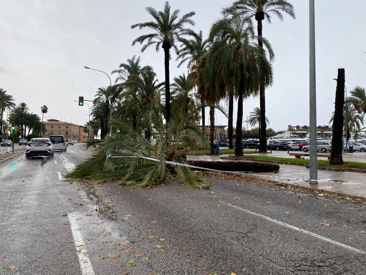 FOTOS │Una intensa tormenta barre Mallorca FOTOS │Una intensa tormenta barre Mallorca