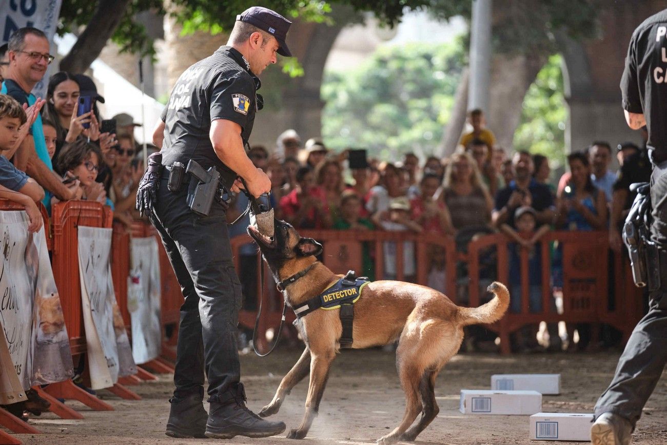 Día de los Animales en Santa Cruz