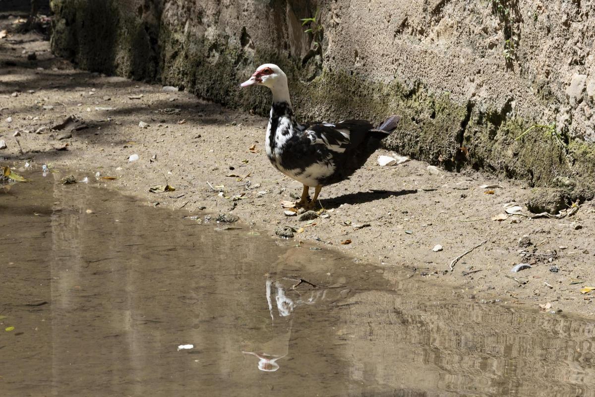 El rio Sants, de nuevo seco a su paso por Canals