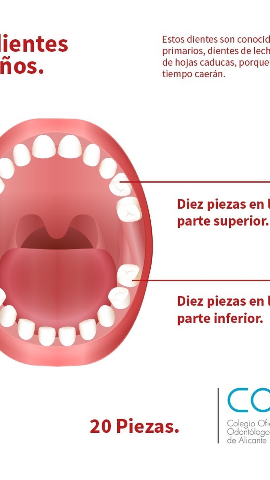 Sabes cuántos dientes tienes?