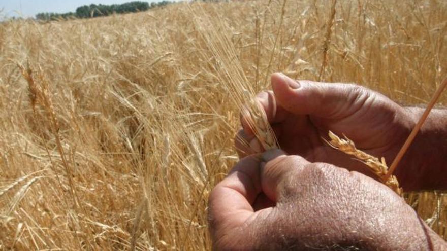 Un agricultor observa el estado del grano.