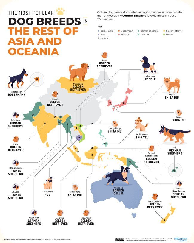 Perros populares en el resto de Asia y Oceanía