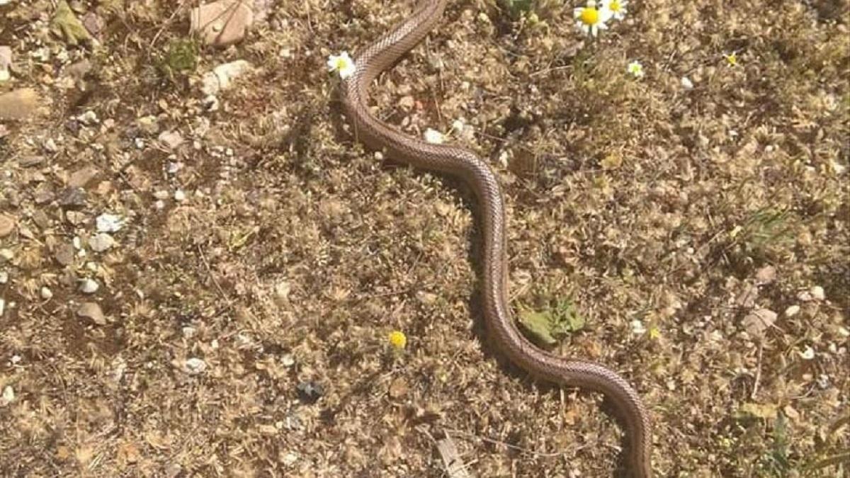 Un reptil en el barrio de Pinilla.