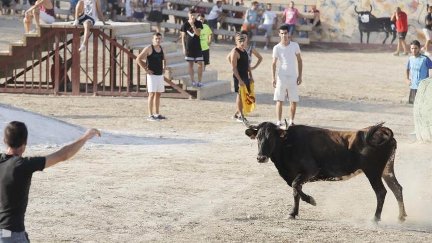 La vaquilla de Pinoso