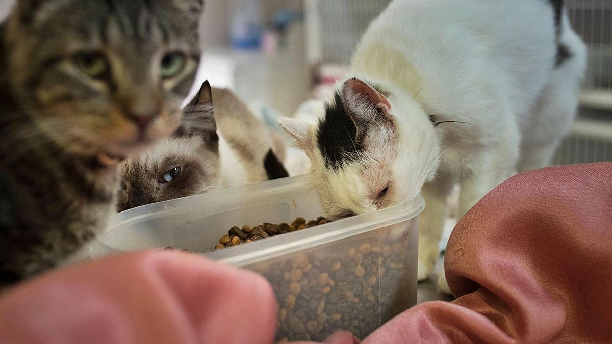 El municipio esteriliza, vacuna y desparasita a 54 gatos callejeros - El Día