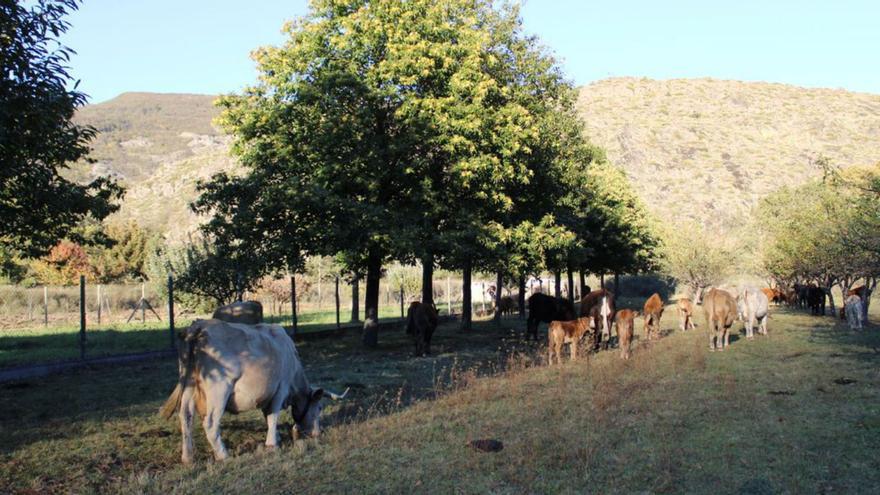 Los castaños de Ribadelago, dañados por las vacas