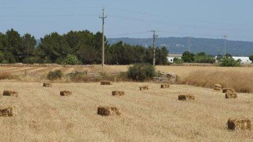 Cultivo de cereales en una finca de Formentera.