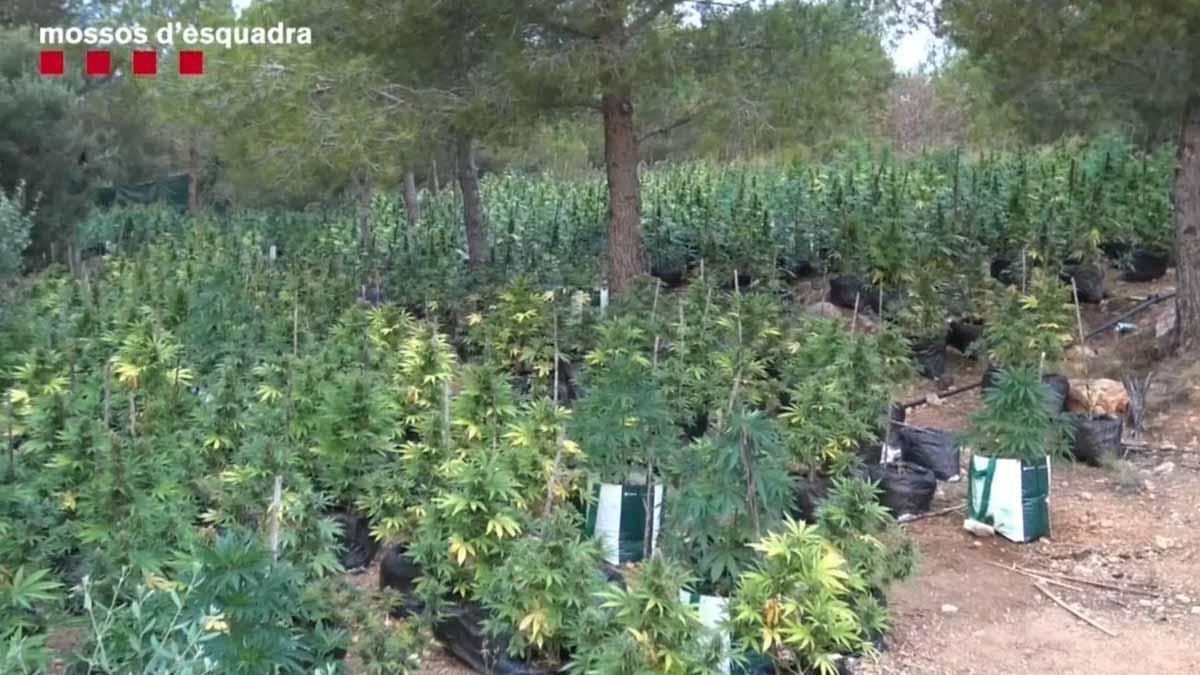 Desmanteladas dos macroplantaciones de marihuana en el Perelló y Alcanar