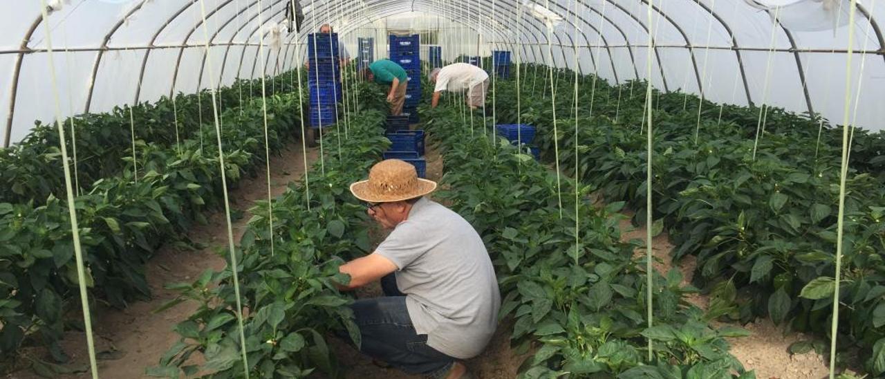 Ejemplo de agricultura de precisión en la provincia.