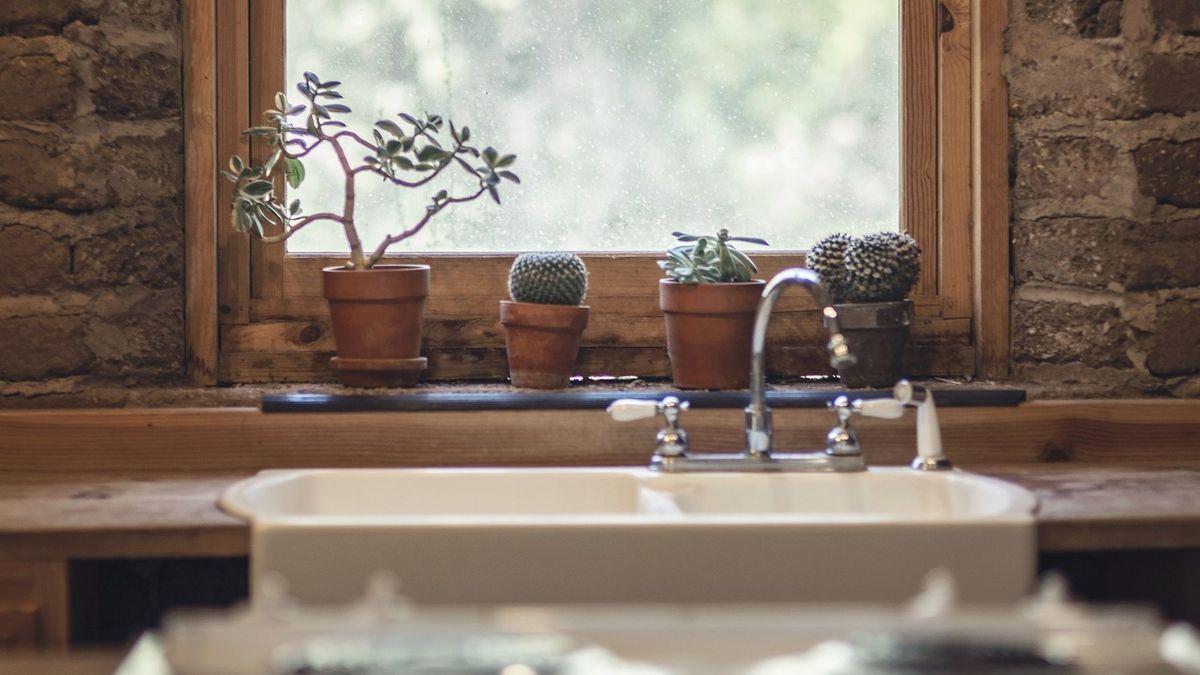 Los cactus quedan ideales en cocinas y baños.