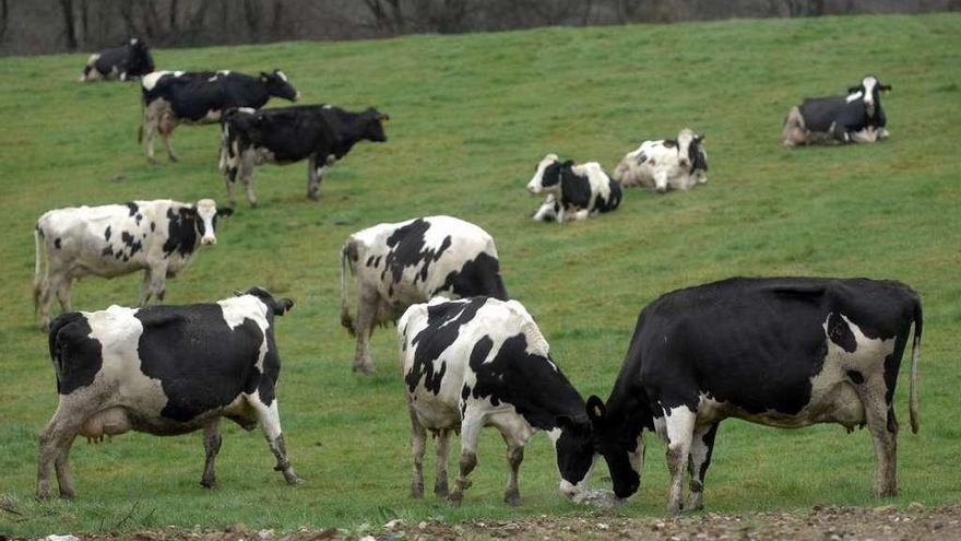 Vacas en una explotación láctea gallega.