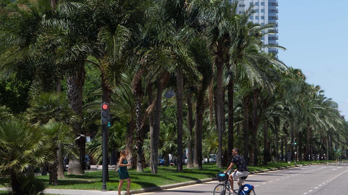 Palmeras en la Avenida de Francia