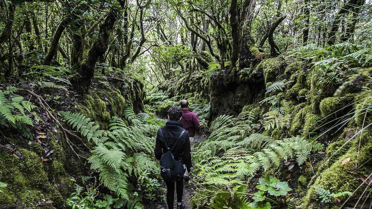 Un sendero en Anaga.