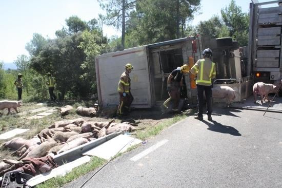 Un camió de porcs s''estavella a l''Espunyola