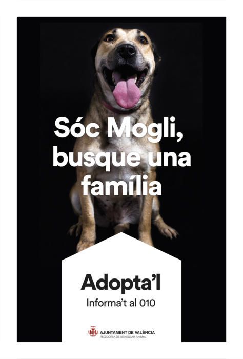 València pone cara y nombre a los perros de Benimàmet que buscan familia de adopción