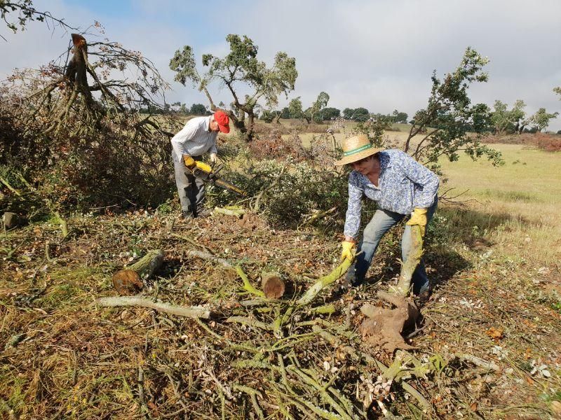 Recogida de las "dadas de leña" en Venialbo