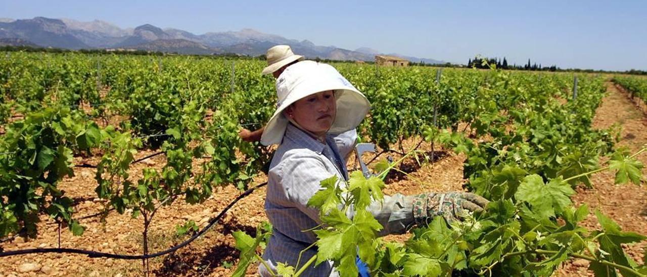 Los técnicos inspeccionarán explotaciones de viñedos, olivos y cítricos.