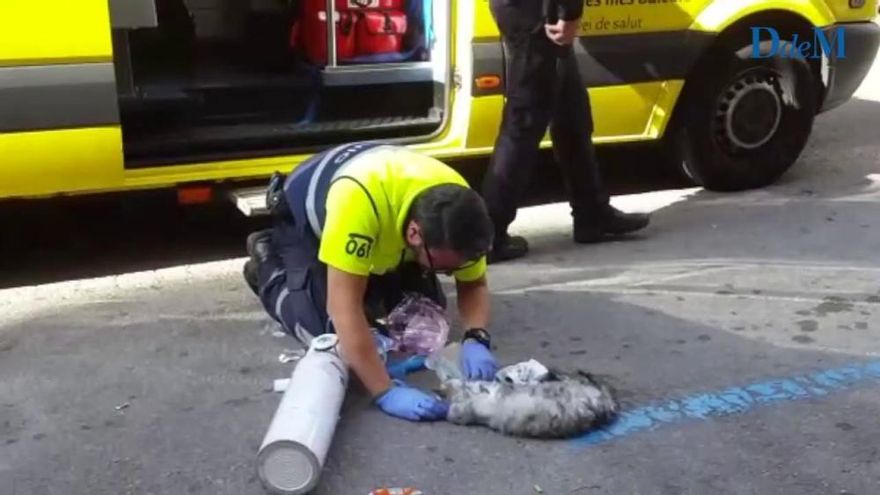 Wiederbelebung von Katzen nach Wohnungsbrand in Palma