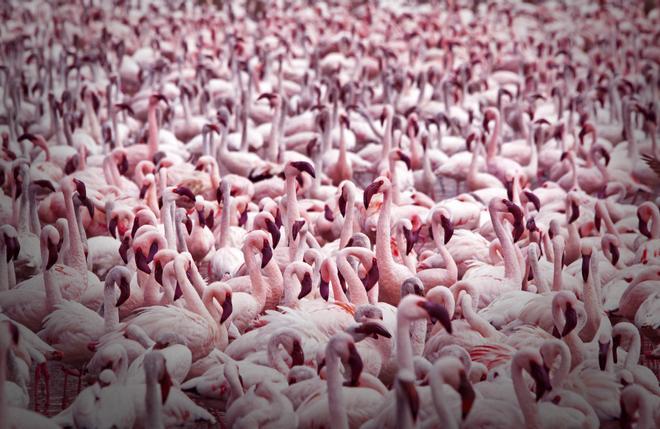 Lago Nakuru: todo al rosa