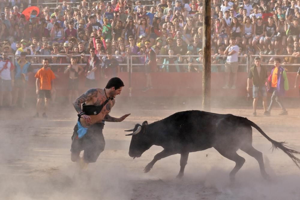 Les vaquetes de Santpedor en imatges