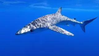 Forscher suchen vor Mallorca nach großen Haien
