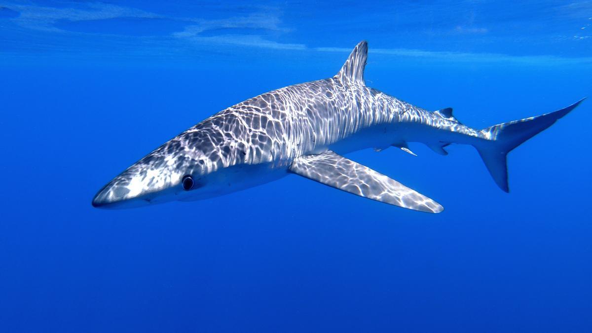 Der Blauhai ist der einzige Hai, der aktuell vor Mallorca beobachtet werden kann.