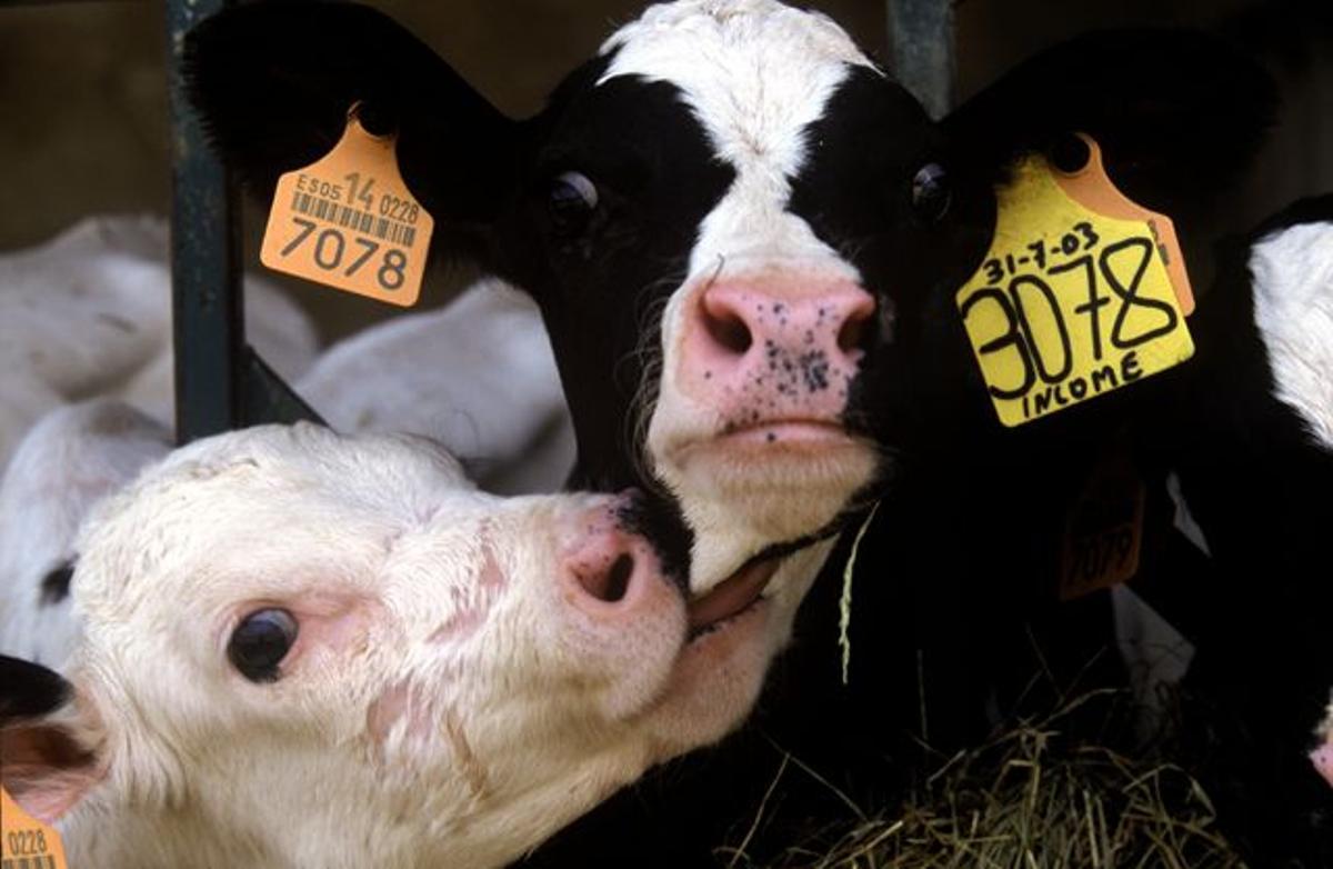 Contar con animales sanos y bien atendidos es clave para el bienestar animal, la productividad y rentabilidad de las granjas