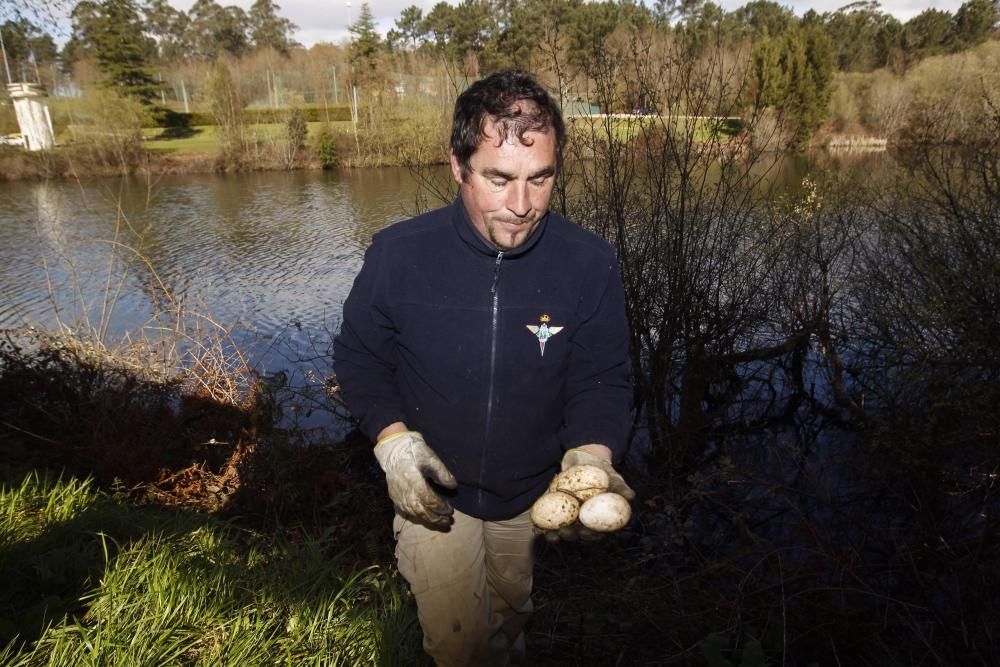 Vertido de chapapote en el río Lagares de Vigo